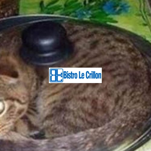 Master the Art of Preparing Delicious Cat Dishes | Bistro Le Crillon